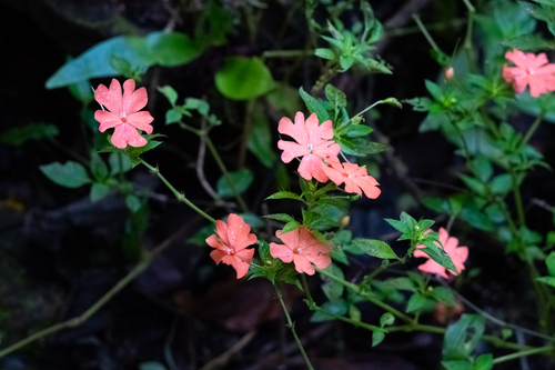 Impatiens platypetala