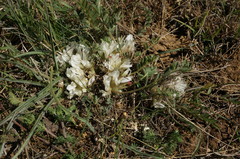 Astragalus rupifragus