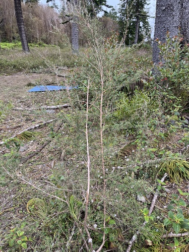 Leptospermum scoparium observed 2026-05-14