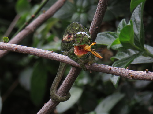 Cape Dwarf Chameleon, Brassie St, Lakeside, Cape Town, Western Cape, South Africa, photo 8 of 10