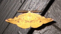 Onycodes traumataria