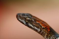 Pseudoleptodeira latifasciata