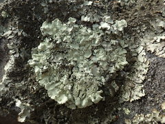 Flavoparmelia haysomii