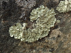 Flavoparmelia haysomii