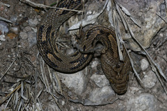 Trimorphodon biscutatus