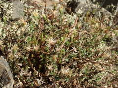 Vittadinia australis