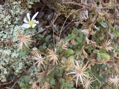 Vittadinia australis