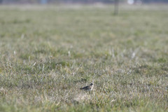 Alauda arvensis