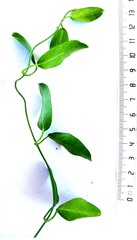 Cynanchum ellipticum