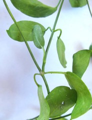 Cynanchum ellipticum