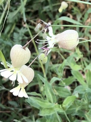 Silene vulgaris