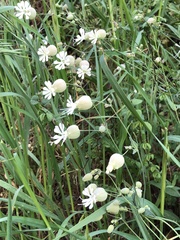 Silene vulgaris