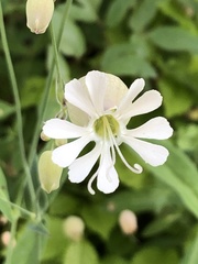 Silene vulgaris