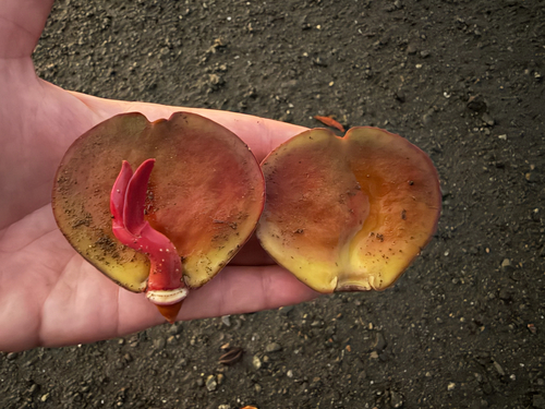 Pelliciera rhizophorae, photograph 3