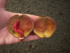 author not stated, no rights reserved Pelliciera rhizophorae, photograph author not stated, no rights reserved