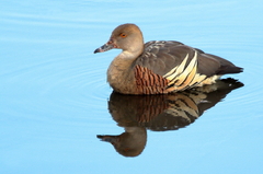 Plumed Whistling-Duck photo 3