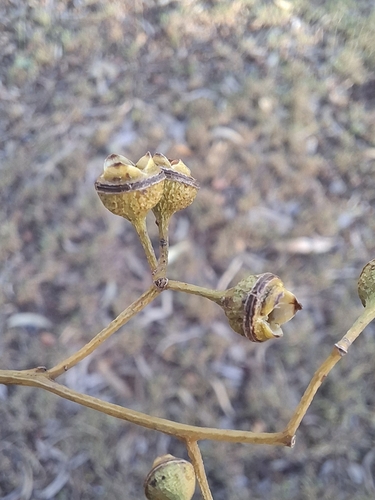 Eucalyptus cullenii observed 2026-04-27