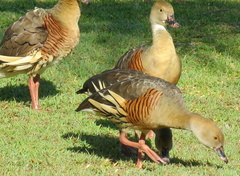 Plumed Whistling-Duck photo 4