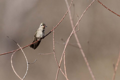 Phaeoptila sordida