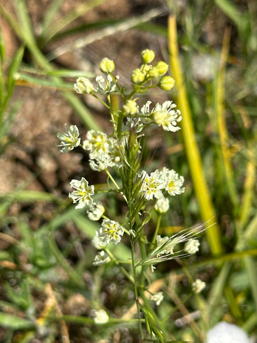 Toxicoscordion micranthum