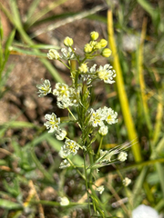 Toxicoscordion micranthum