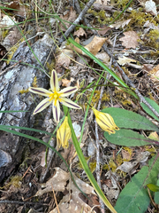 Triteleia hendersonii