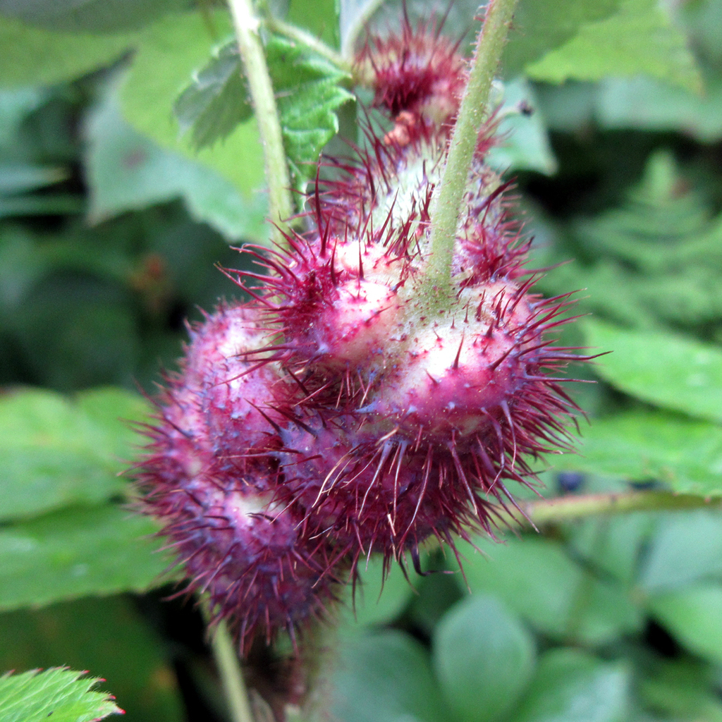 Diastrophus turgidus