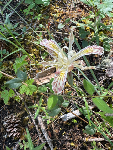 Iris chrysophylla, photograph 6
