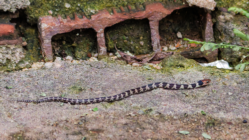 Yellow-bellied Liophis