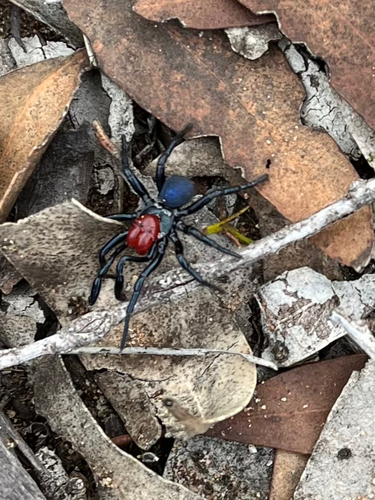 Red-headed Mouse Spider