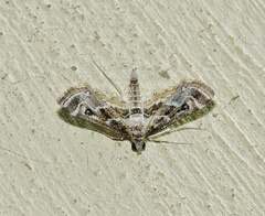 Parapoynx affinialis