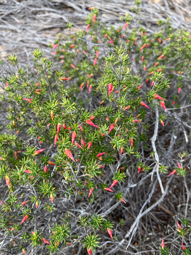 Flame Heath