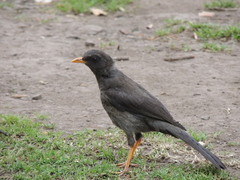 Turdus fuscater