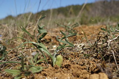 Sternbergia colchiciflora