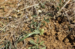 Sternbergia colchiciflora