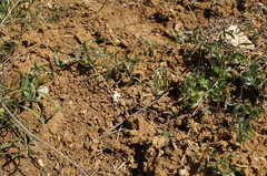 Sternbergia colchiciflora