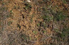 Sternbergia colchiciflora