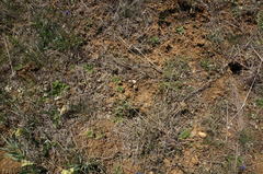 Sternbergia colchiciflora