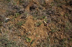 Sternbergia colchiciflora