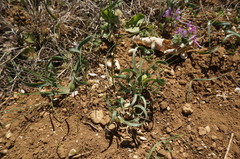Sternbergia colchiciflora