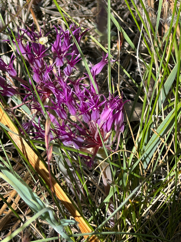 Allium falcifolium, photograph 4
