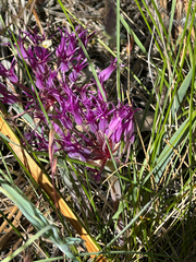 Allium falcifolium, photograph (c) gretchenparadis, some rights reserved (CC BY)