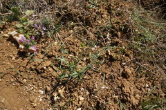 Sternbergia colchiciflora