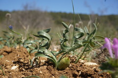 Sternbergia colchiciflora