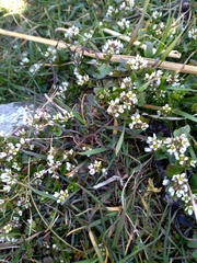 Cochlearia danica