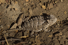 Phrynosoma asio