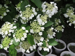 Viburnum sargentii