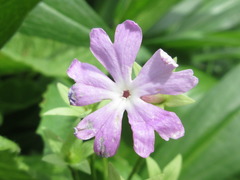 Primula sieboldii