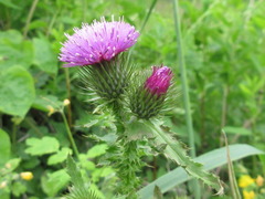 Carduus crispus