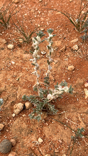 Maireana sclerolaenoides, 2026-05-15